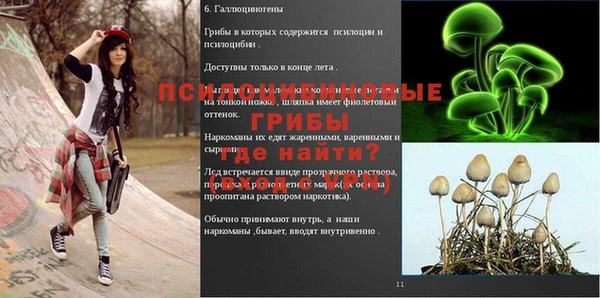 прущие грибы Осинники